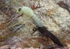Šídlo pestré (Vážky), Aeshna mixta (Odonata)
